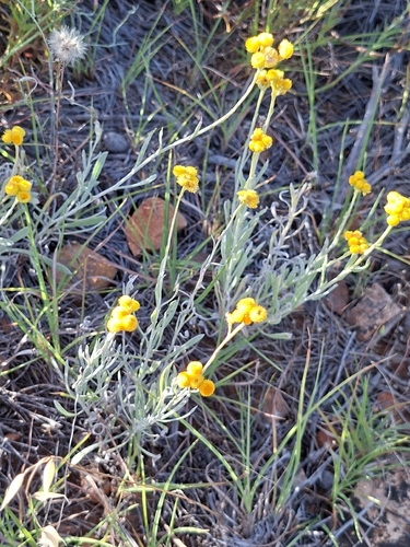Chrysocephalum apiculatum observed 2026-10-26