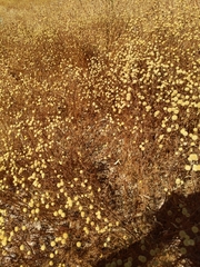 Oncosiphon pilulifer