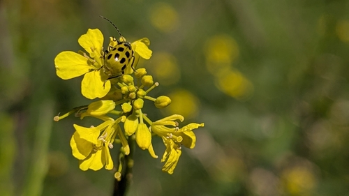 Spotted Cucumber Beetle