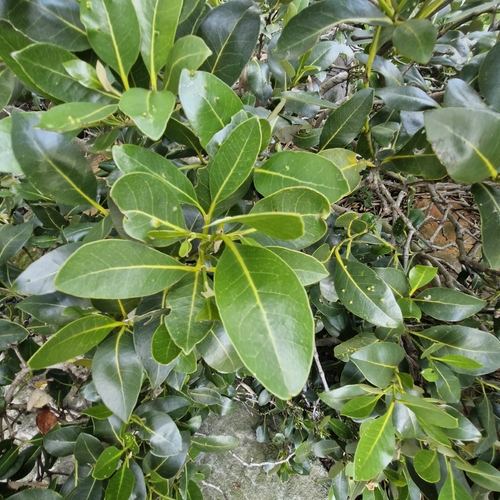 Avicennia marina observed 2026-10-26