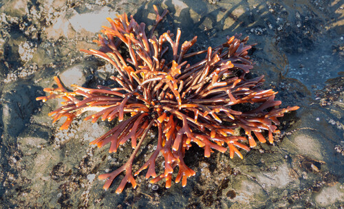 Ahnfeltiopsis observed 2026-10-25