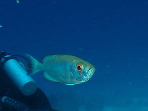 Priacanthus hamrur observed 2026-10-13