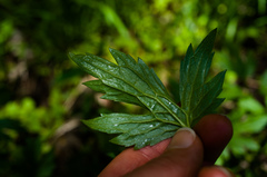 Ranunculus hispidus caricetorum