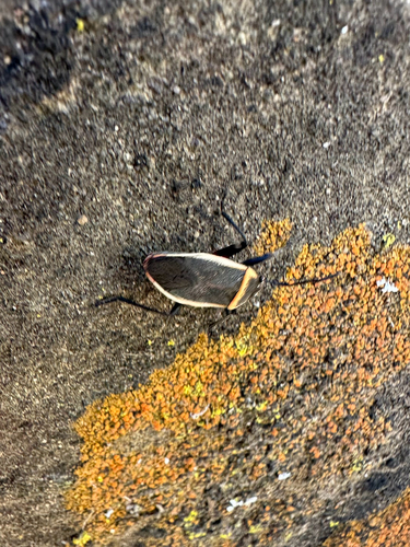 California Bordered Plant Bug