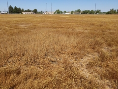 Oncosiphon pilulifer