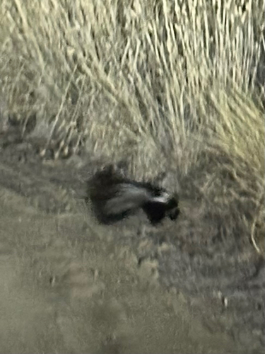 Striped Skunk