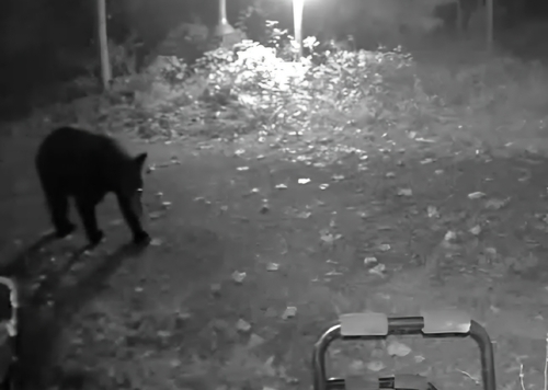 American Black Bear