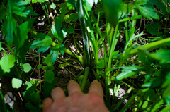 Ranunculus hispidus caricetorum