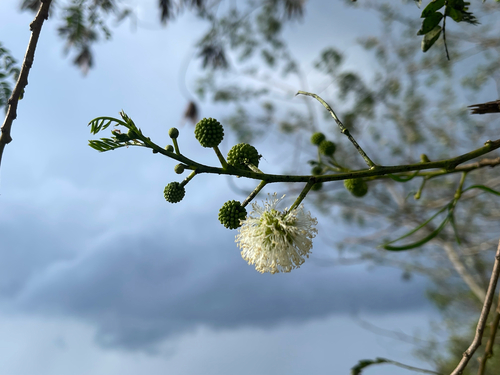 Leucaena leucocephala observed 2026-10-26