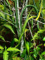 Vanilla phalaenopsis