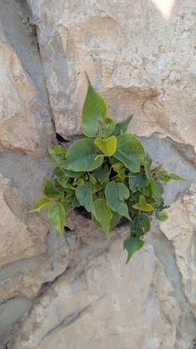 Ficus religiosa observed 2026-10-26