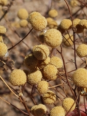 Oncosiphon pilulifer