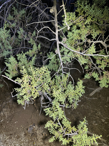 Cupressus sargentii observed 2026-10-24