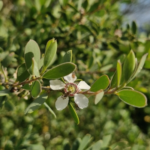 Leptospermum laevigatum observed 2026-10-26