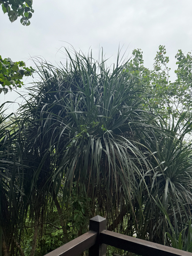 Pandanus tectorius observed 2026-10-26