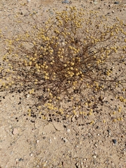 Oncosiphon pilulifer