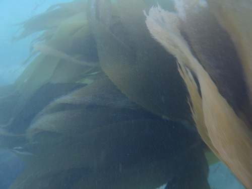 Macrocystis angustifolia observed 2026-10-25
