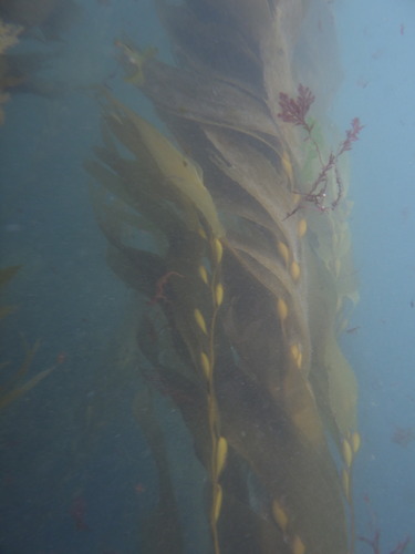 Macrocystis pyrifera observed 2026-10-25
