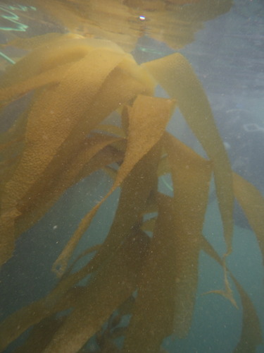 Macrocystis angustifolia observed 2026-10-25