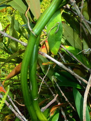 Vanilla phalaenopsis