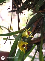 Maxillaria variabilis