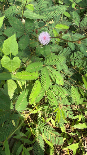 Mimosa pudica observed 2026-10-25