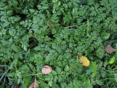 Anthriscus sylvestris observed 2026-10-25
