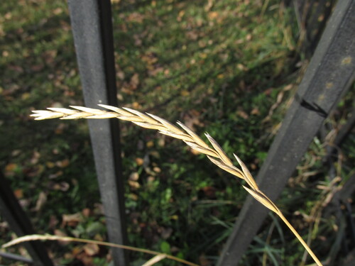 Elymus repens observed 2026-10-25