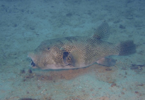 Arothron stellatus observed 2026-10-24