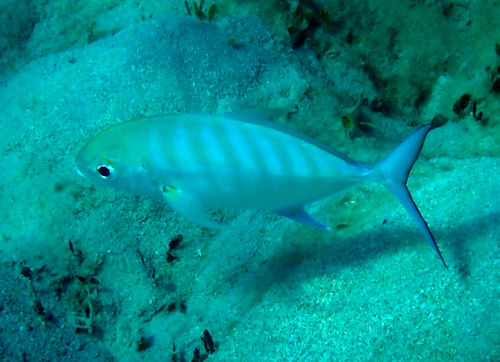 Carangoides ferdau observed 2026-10-26