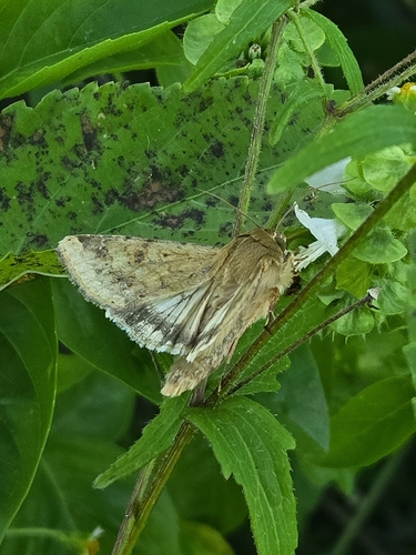 Corn Earworm Moth