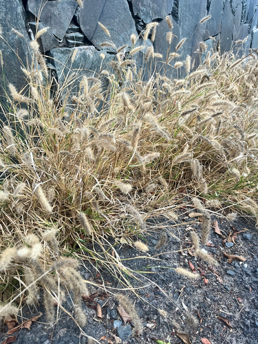 Cenchrus ciliaris observed 2026-10-26
