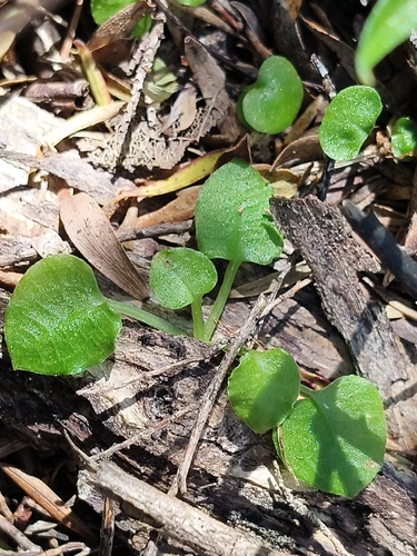 Pterostylis trullifolia, 2026-10-24