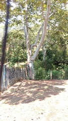 Platanus mexicana