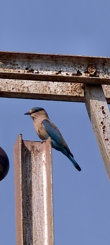 Coracias benghalensis observed 2026-10-26