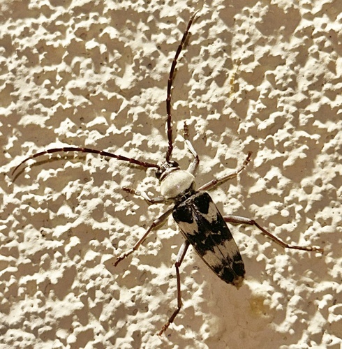 Megacyllene antennata