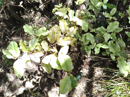 Myrsine australis observed 2026-10-24
