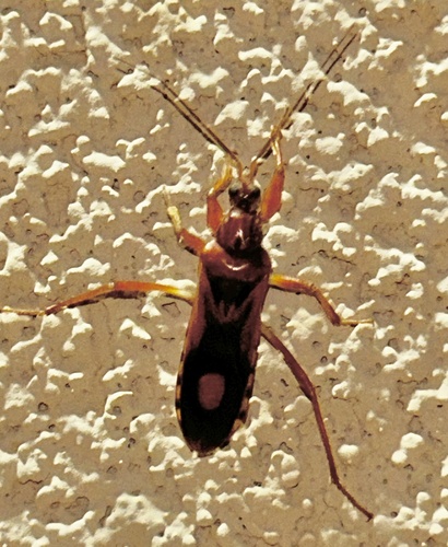 Western Corsair Bug