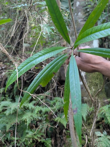 Alstonia costata observed 2026-10-26