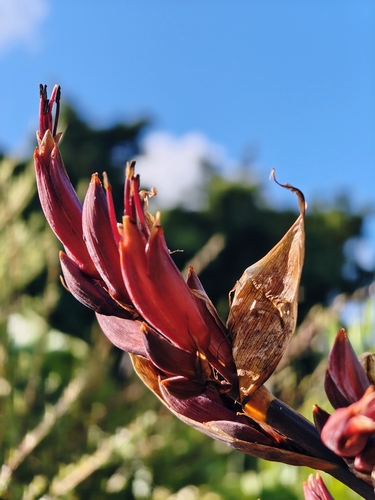 Phormium, 2026-10-26