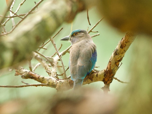 Coracias benghalensis observed 2026-10-26