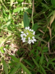 Spermacoce scabiosoides