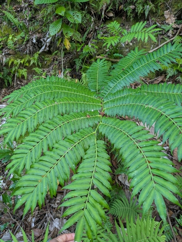 Angiopteris evecta observed 2026-10-26