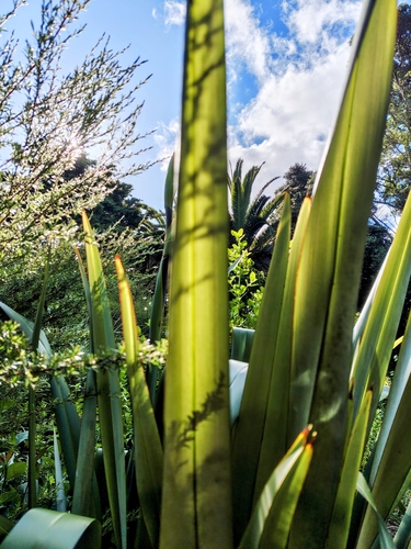 Phormium, 2026-10-26