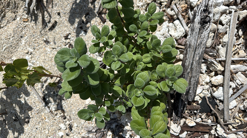 Vitex trifolia observed 2026-10-23