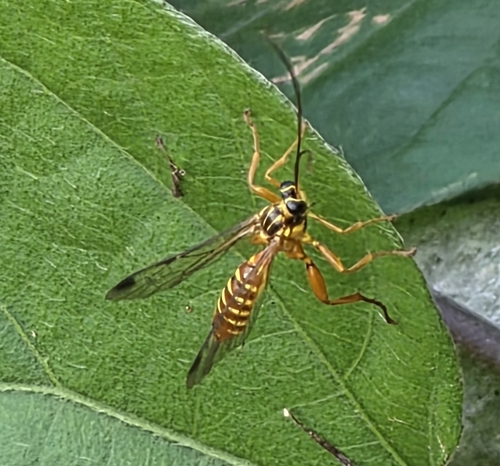 Echthromorpha agrestoria observed 2026-10-26