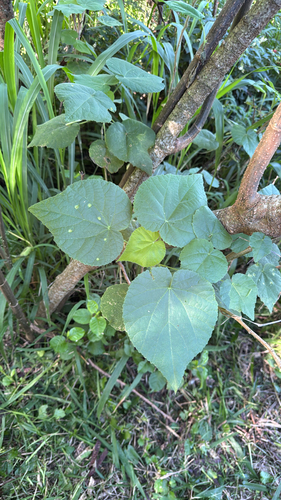Abutilon grandifolium observed 2026-10-22