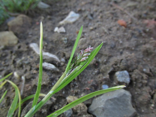 Poa annua observed 2026-10-25