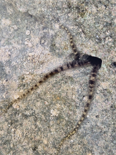 Ophiocoma scolopendrina observed 2026-10-26