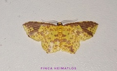 Eois heliadaria